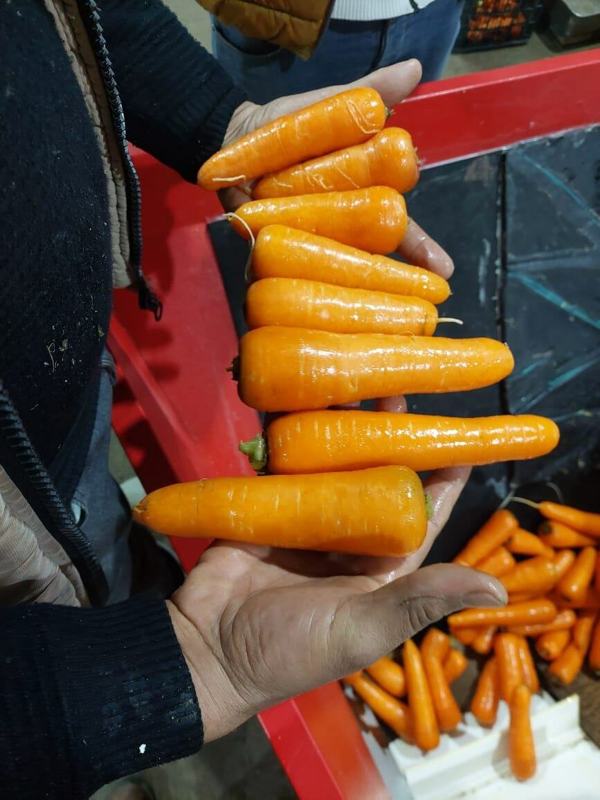 Carottes fraîches bio 1kg