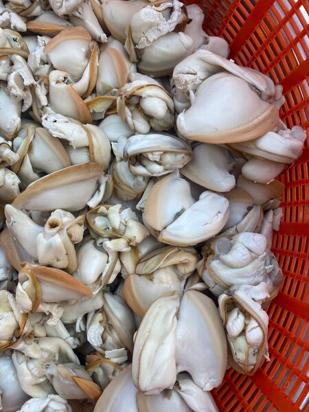 Oyster/Adordi/Fani which is originally known as Clams