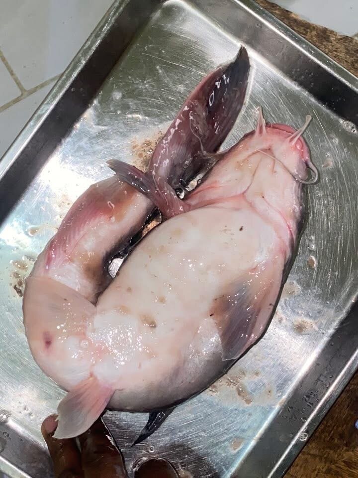 Poisson machoiron 3800/kg