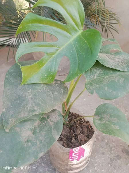 plantes vertes d'intérieur