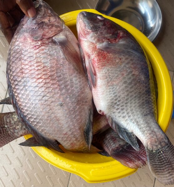 Tilapia frais bio à 3500/kg