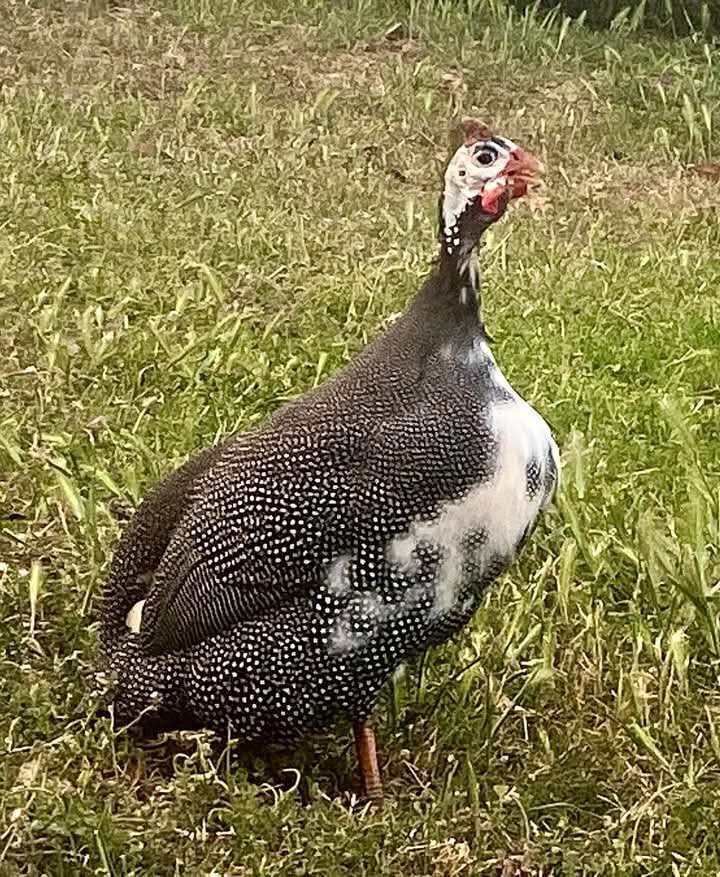 Guinea Fowl