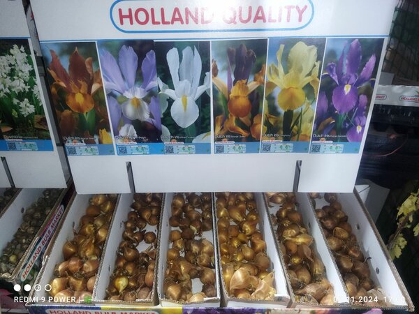 Ирисы луковичные