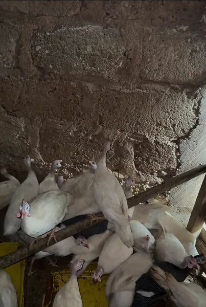 Young Guinea Fowls For Sale