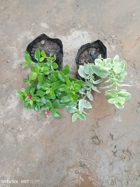 plantes vertes d'intérieur