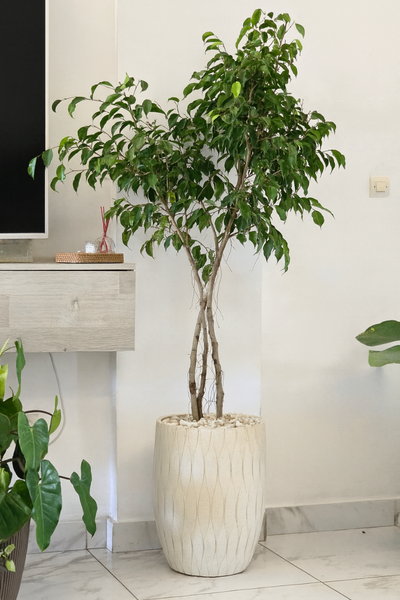 Ficus Benjamina Plante Verte