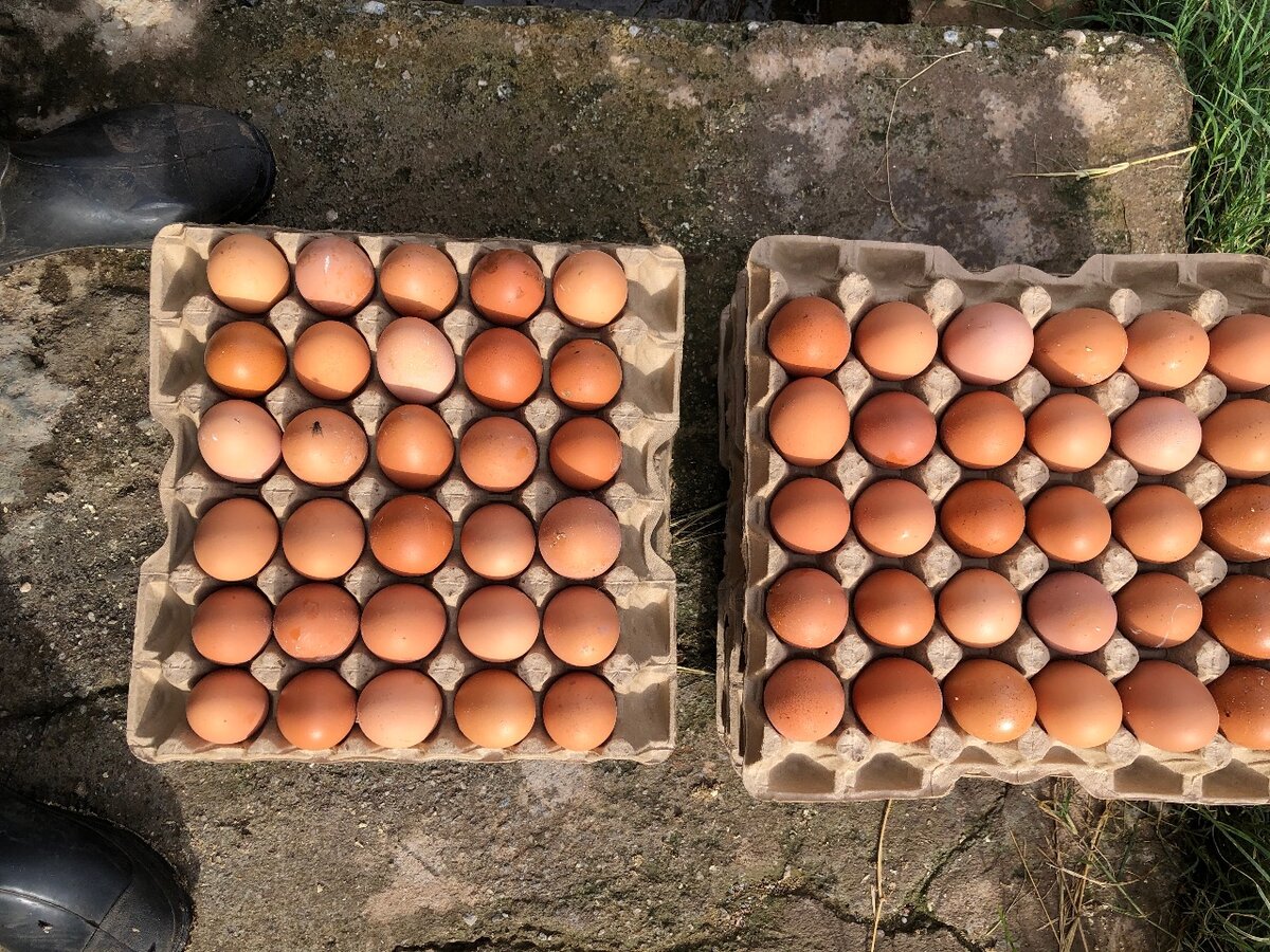 Elens Farm fresh Eggs