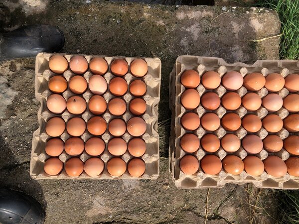 Elens Farm fresh Eggs