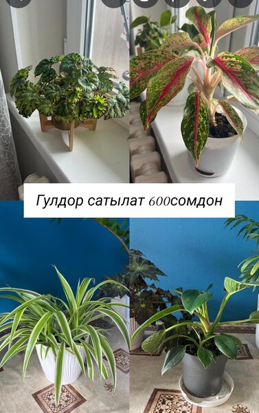 Комнатные цветы