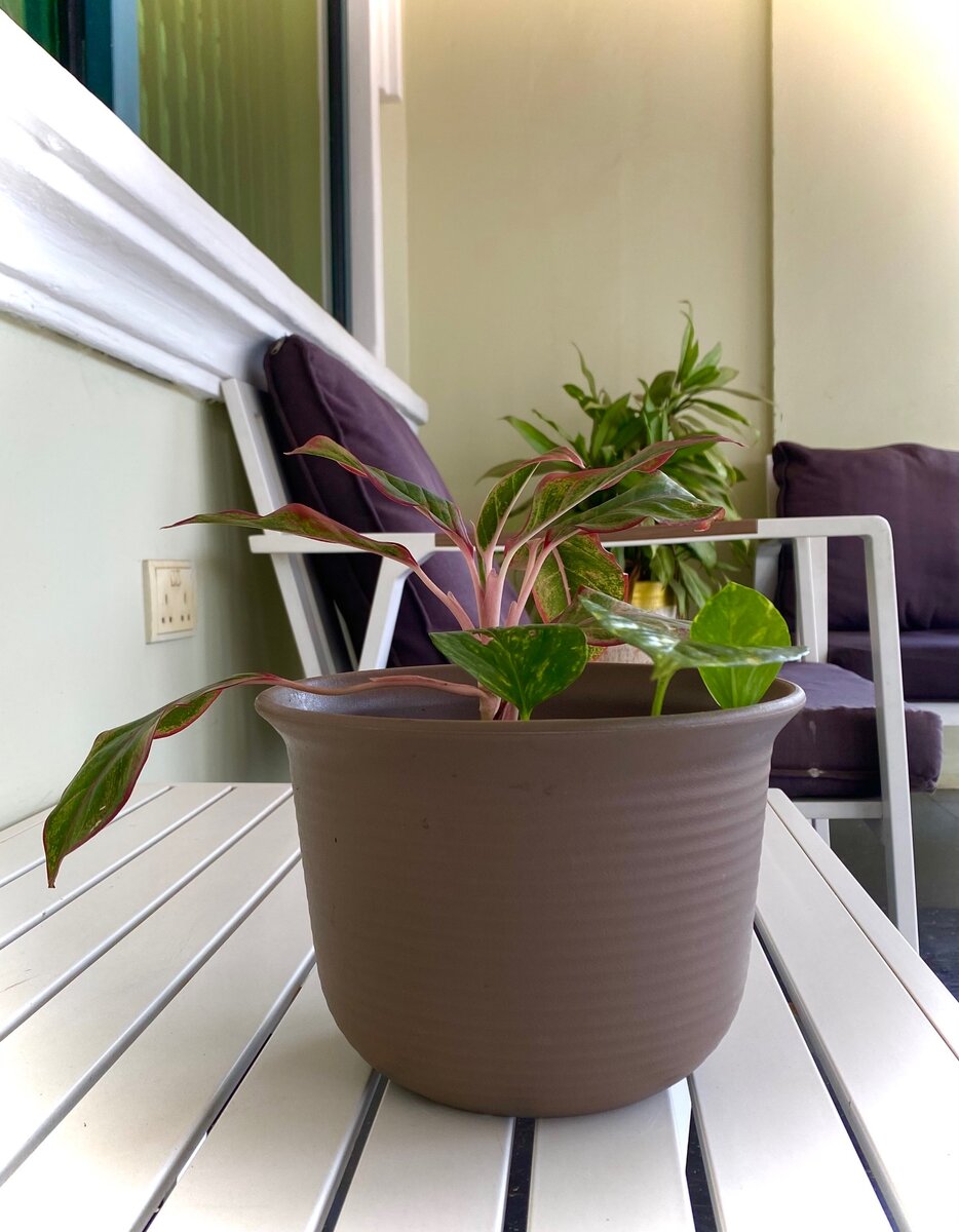 Chinese Evergreen Flower and Devils vine flower