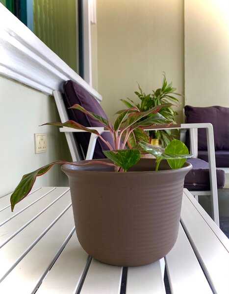 Chinese Evergreen Flower and Devils vine flower