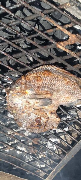 Roasted fish