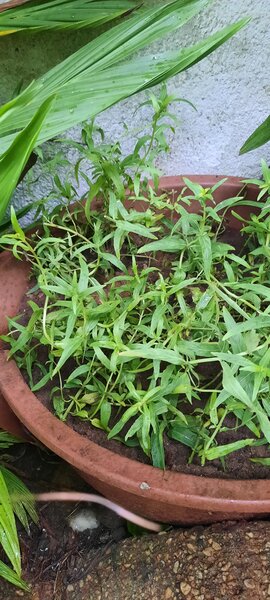 Estragon en pot extérieur