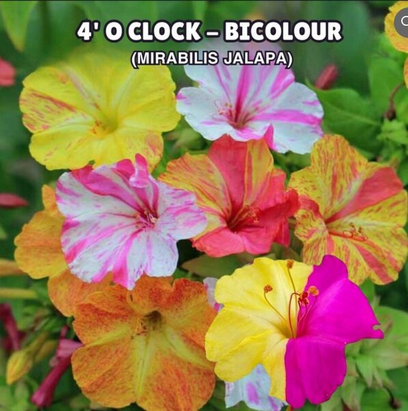 4 O’ Clock – Mirabilis Jalapa Seeds (Bicolour)