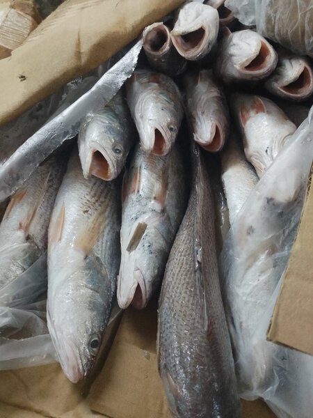 Poisson frais premium