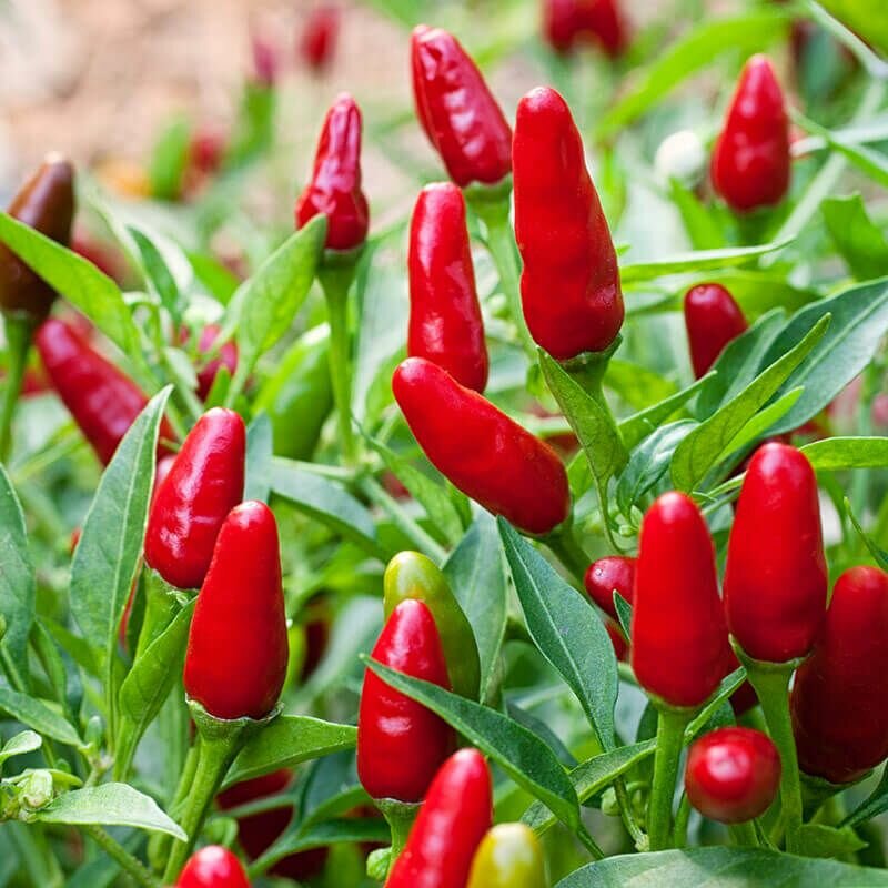 THAILAND  HOT PEPPER SEEDS