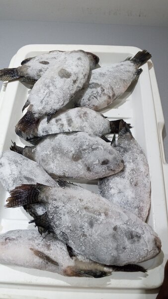 Poulet, pintade, poisson frais