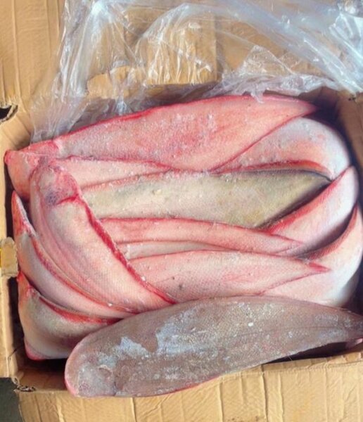 Poisson frais emballé