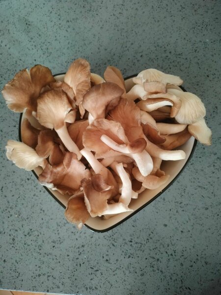 Dried mushrooms per 100g