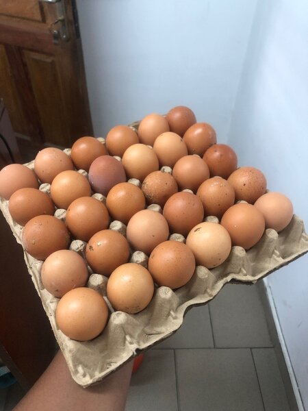 Œufs frais de ferme bio