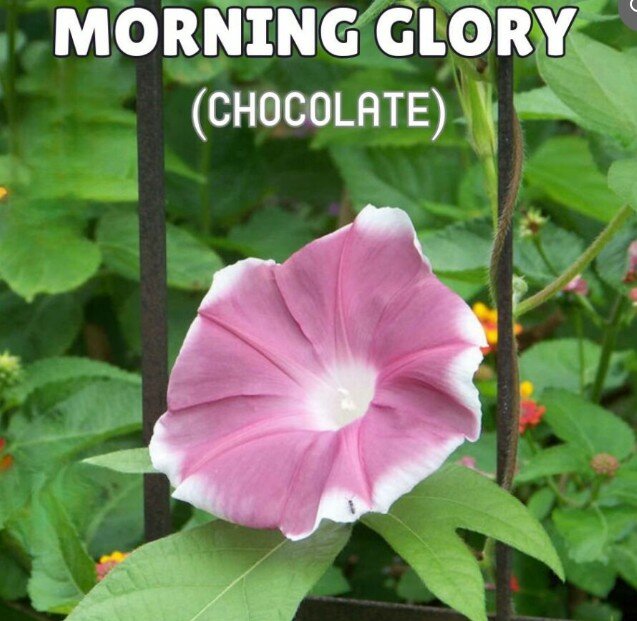 Morning Glory (Chocolate) Seeds