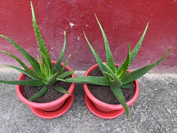 Plantes Aloe Vera en Pots