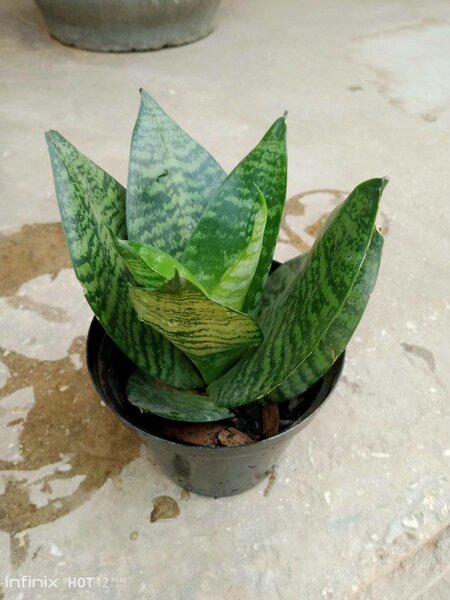 plantes vertes d'intérieur