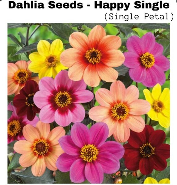 Dahlia Seeds – Happy Single