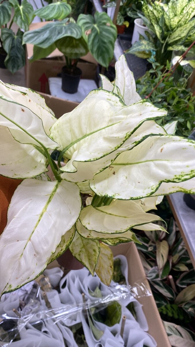 Аглаонемы разнообразие сортов