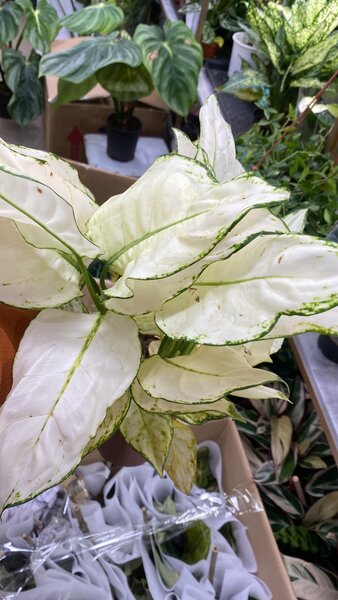 Аглаонемы разнообразие сортов