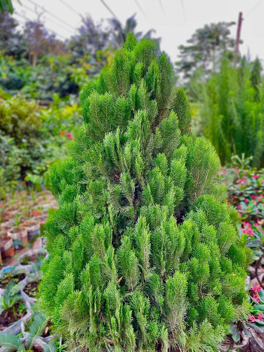 Thuja plant