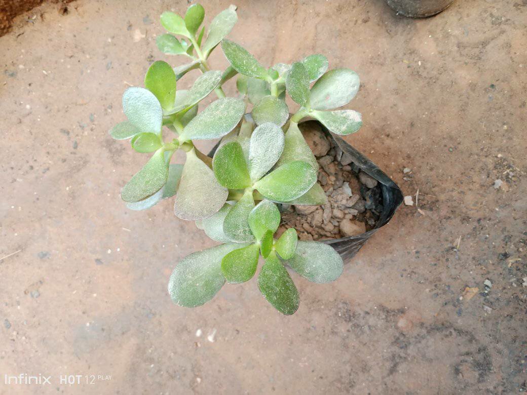 plantes vertes d'intérieur