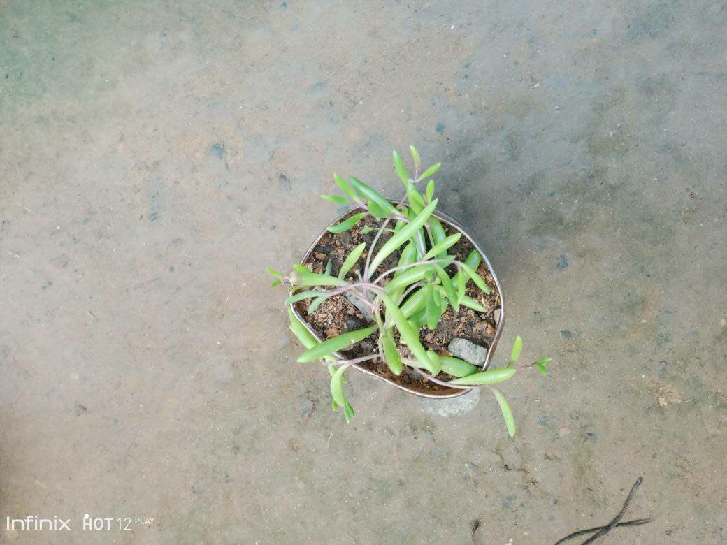 plantes vertes d'intérieur