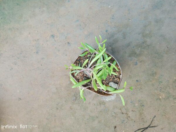 plantes vertes d'intérieur