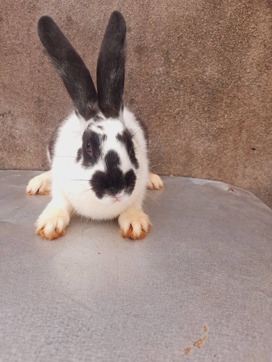 Lapins adorables en vente