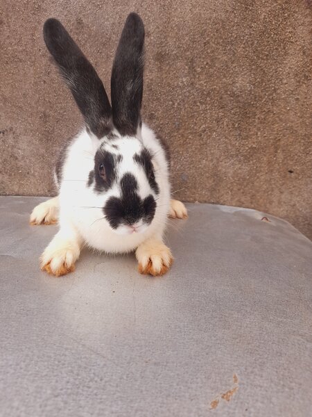 Lapins adorables en vente