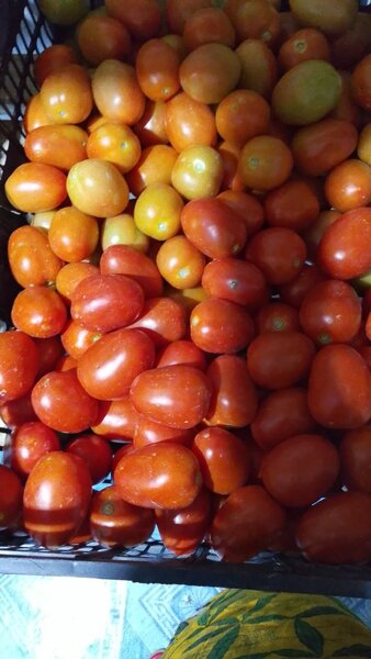 Fruits et Légumes Exotiques Bio