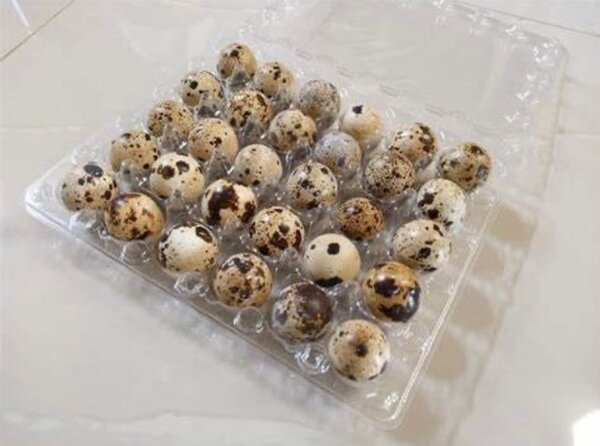 Œufs de caille frais