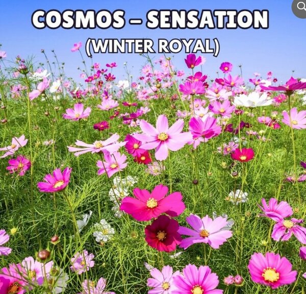 COSMOS Sensation Seeds (Winter Royal)