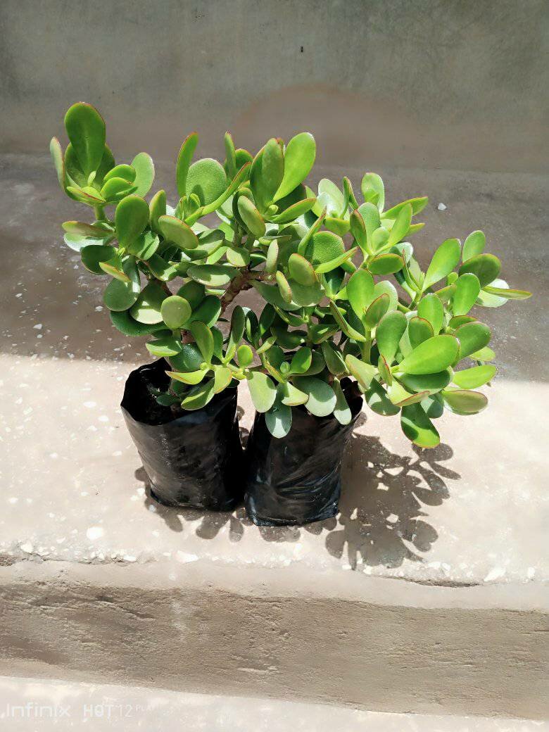 plantes vertes d'intérieur