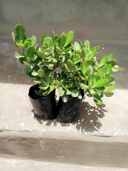 plantes vertes d'intérieur