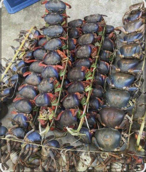 Crabes frais de qualité