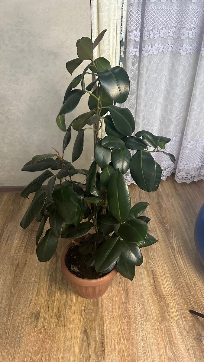 Фикус «Черный принц»