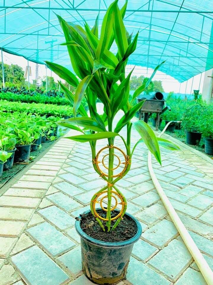 Lucky bamboo