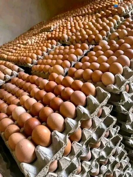 Œufs Frais en Grille