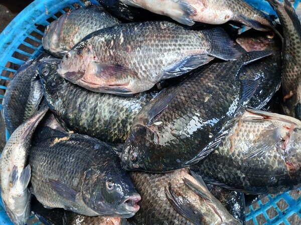 Fresh Tilapia