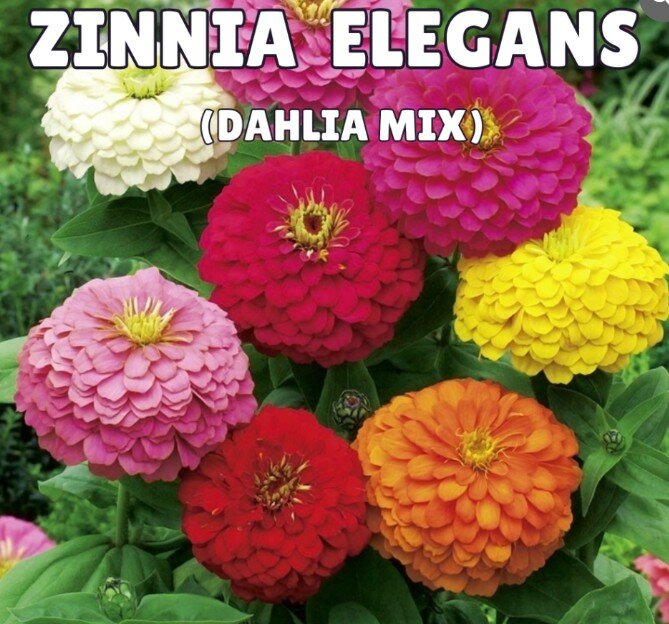 Zinnia Elegans Seeds- Dahlia Mix (Summer)