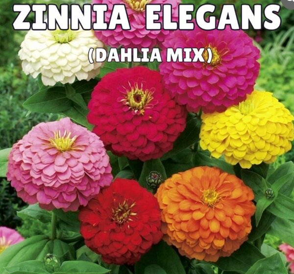 Zinnia Elegans Seeds- Dahlia Mix (Summer)