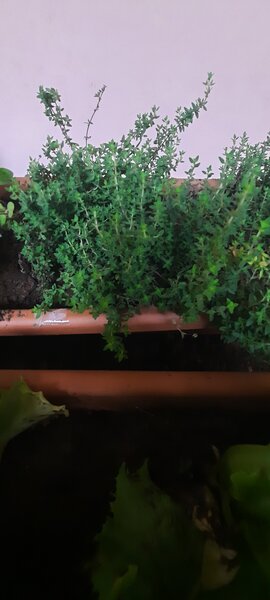 Thym frais en pot