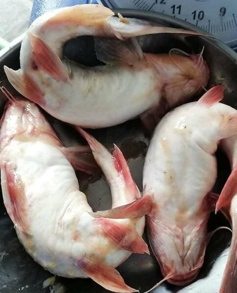 Machoiron deau douce frais